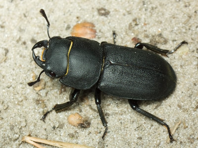 Dorcus parallelipipedus (Linnaeus, 1785)